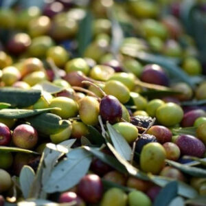 Olive da olio
