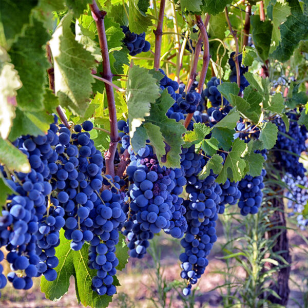 Uva (Aglianico)